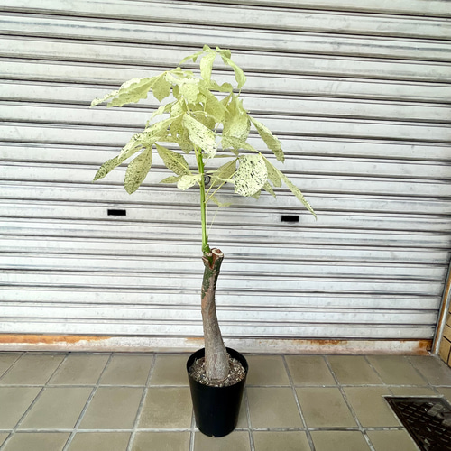 斑入りパキラ ミルキーウェイ 接木株｜観葉植物 インテリアグリーン