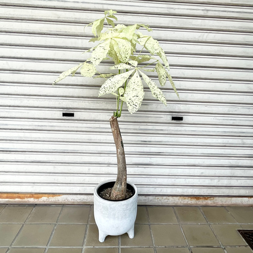 パキラ ミルキーウェイ 13 13パキラ ミルキーウェイ 実生苗 斑入り