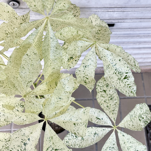 斑入りパキラ ミルキーウェイ 接木株｜観葉植物 インテリアグリーン