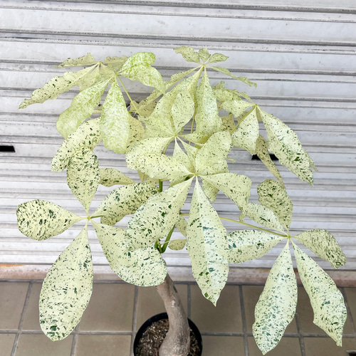 斑入りパキラ ミルキーウェイ 接木株｜観葉植物 インテリアグリーン