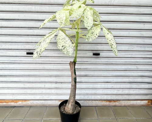 63a87683242abd3c31d64a361321b2