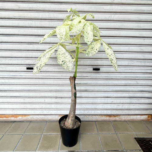 斑入りパキラ ミルキーウェイ 接木株｜観葉植物 インテリアグリーン