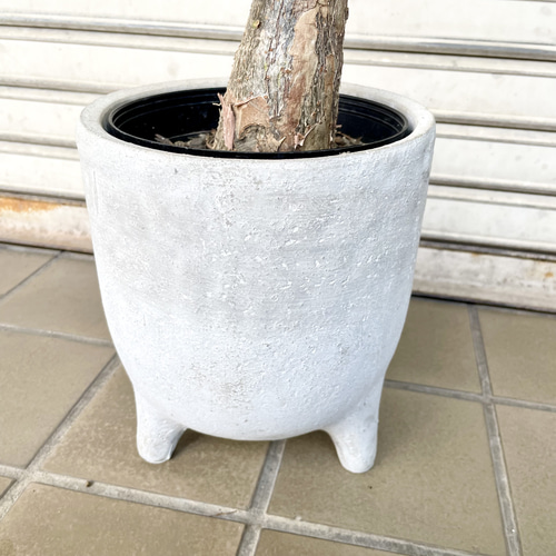 斑入りパキラ ミルキーウェイ 接木株｜観葉植物 インテリアグリーン