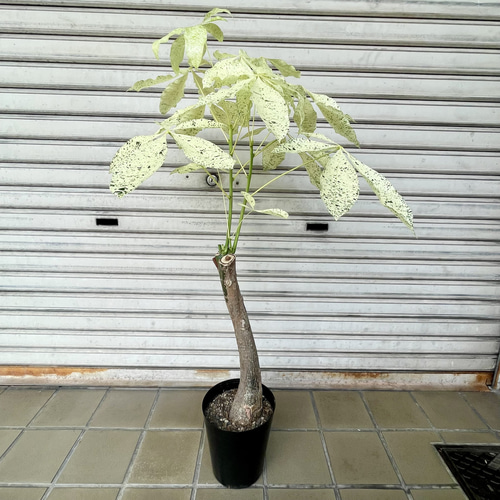 斑入りパキラ ミルキーウェイ 接木株｜観葉植物 インテリアグリーン