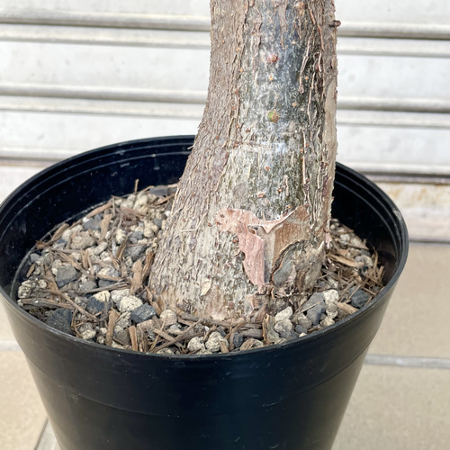 斑入りパキラ ミルキーウェイ 接木株｜観葉植物 インテリアグリーン