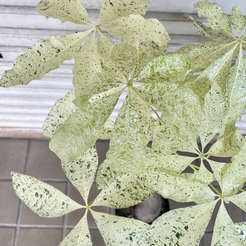 斑入りパキラ ミルキーウェイ 接木株｜観葉植物 インテリアグリーン