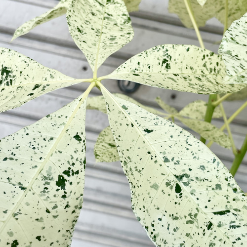 斑入りパキラ ミルキーウェイ 接木株｜観葉植物 インテリアグリーン