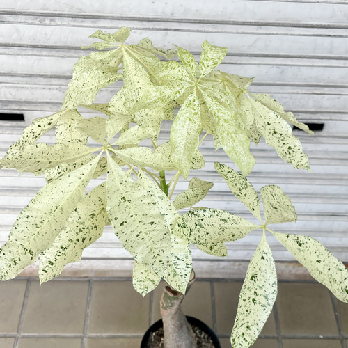 斑入りパキラ ミルキーウェイ 接木株｜観葉植物 インテリアグリーン