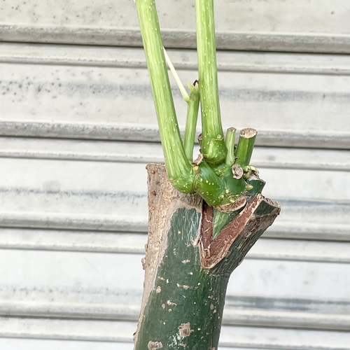 斑入りパキラ ミルキーウェイ 接木株｜観葉植物 インテリアグリーン