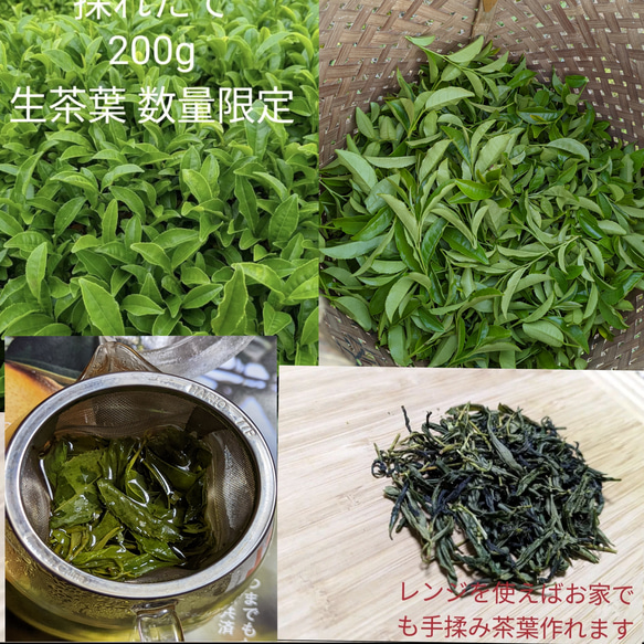 [販売中]200g 採れたて1番茶 お茶の葉 新芽 生茶葉 無農薬  伊勢茶 4枚目の画像