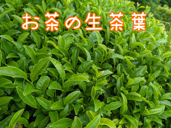 [販売中]200g 採れたて1番茶 お茶の葉 新芽 生茶葉 無農薬  伊勢茶 1枚目の画像