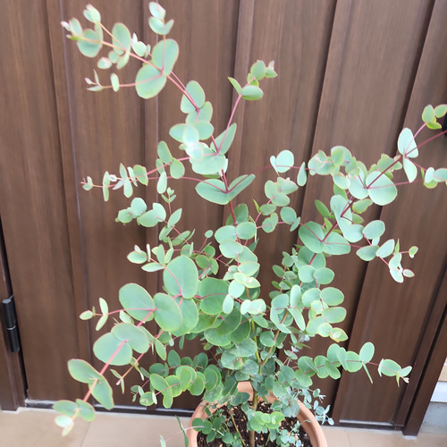 可愛い♡ユーカリグニー 大きめ☆テラコッタ鉢植え 苗木 シンボル