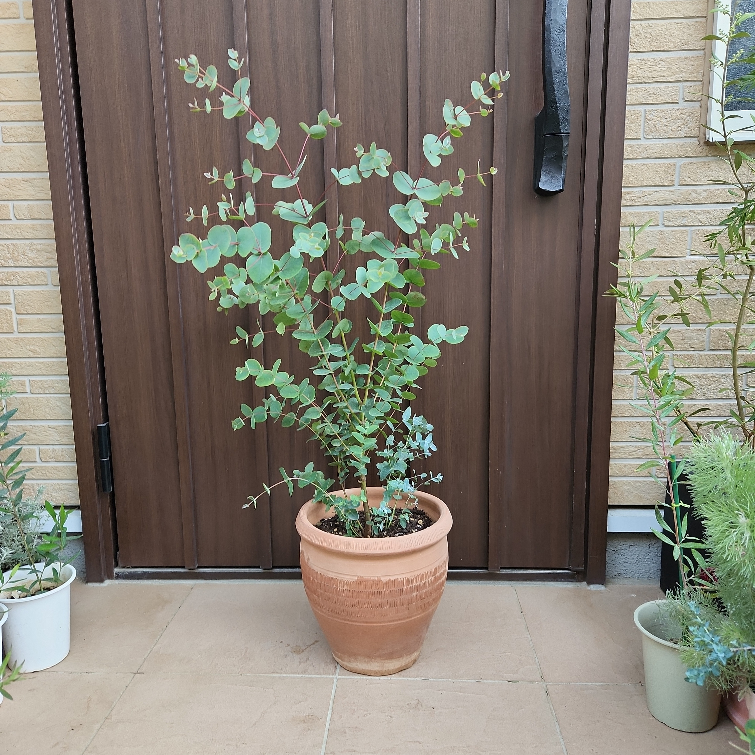可愛い♡ユーカリグニー 大きめ☆テラコッタ鉢植え 苗木