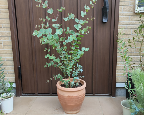 大きめ♪ユーカリグニー テラコッタ鉢植え 苗 シンボルツリー