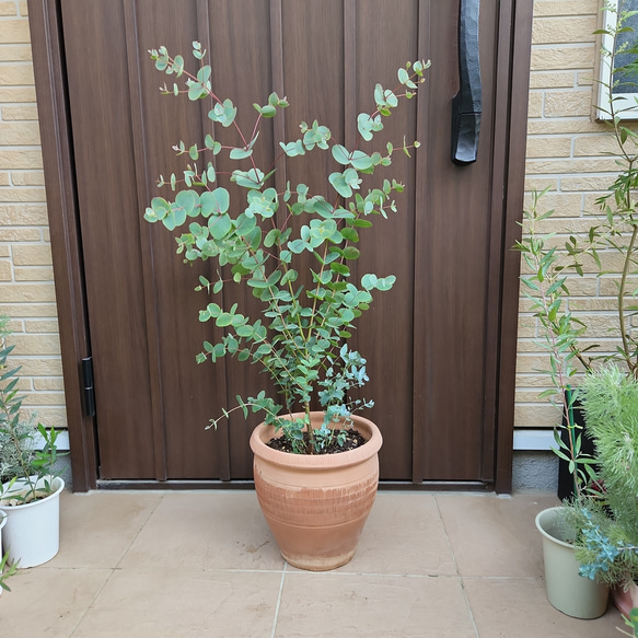 可愛い♡ユーカリグニー 大きめ☆テラコッタ鉢植え 苗木