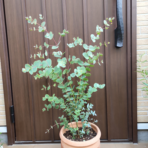 ●ポットごと♡大苗♡グニー♡8号サイズ♡ユーカリ♡可愛い♡ガーデニング ユーカリの苗木 グニー【庭木 8号ポット／1個売り】｜ 【植物の