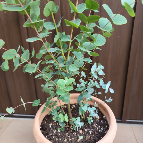 大きめ♪ユーカリグニー テラコッタ鉢植え 苗 シンボルツリー