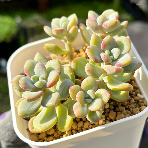 SOLD アモールパーティ 群生 厳選韓国苗 ネームタグ付き 多肉植物 