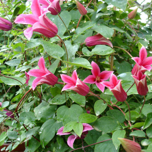 人気品種❗️クレマチス❤️プリンセスダイアナ5号ポット 多肉植物