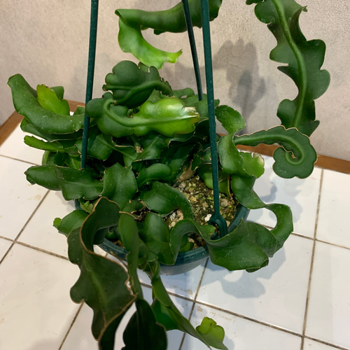 希少❗️ エピフィルム❤️グアテマレンシス 5号鉢 多肉植物