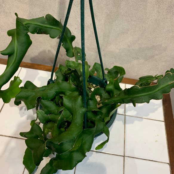 【現品】エピフィルム・グアテマレンシス　7号　黒鉢　吊り下げ（1） 現品】エピフィルム・グアテマレンシス 7号 黒鉢 吊り下げ（1） 希少