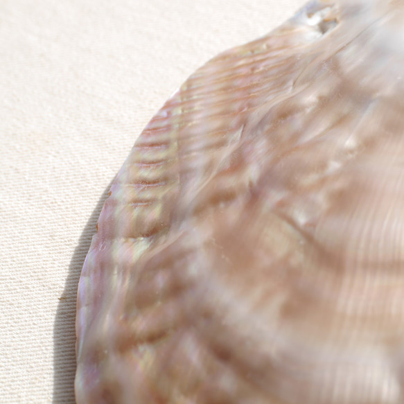 天然貝皿イケチョウガイ(池蝶貝)約17.1×12.3cm 淡水パール付きシェル トレイ[fwpm-230519-01] 10枚目の画像