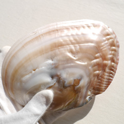天然貝皿イケチョウガイ(池蝶貝)約17.1×12.3cm 淡水パール付きシェル トレイ[fwpm-230519-01] 17枚目の画像