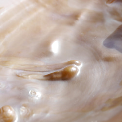 天然貝皿イケチョウガイ(池蝶貝)約17.1×12.3cm 淡水パール付きシェル トレイ[fwpm-230519-01] 5枚目の画像