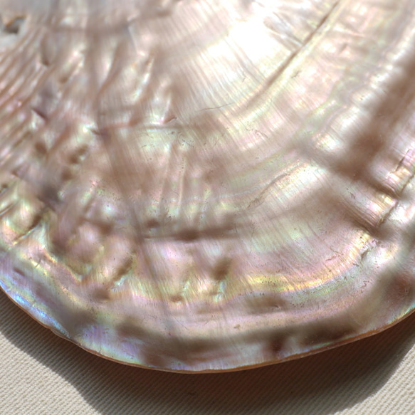 天然貝皿イケチョウガイ(池蝶貝)約17.1×12.3cm 淡水パール付きシェル トレイ[fwpm-230519-01] 12枚目の画像
