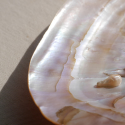 天然貝皿イケチョウガイ(池蝶貝)約17.1×12.3cm 淡水パール付きシェル トレイ[fwpm-230519-01] 7枚目の画像