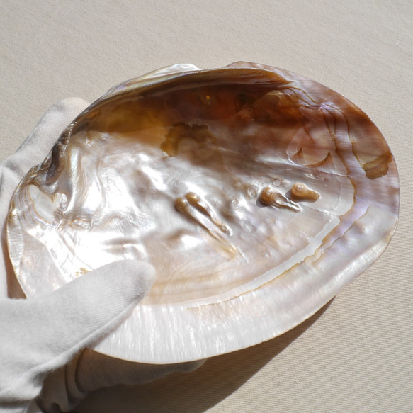 天然貝皿イケチョウガイ(池蝶貝)約17.1×12.3cm 淡水パール付きシェル トレイ[fwpm-230519-01] 16枚目の画像