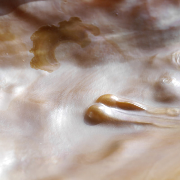天然貝皿イケチョウガイ(池蝶貝)約17.1×12.3cm 淡水パール付きシェル トレイ[fwpm-230519-01] 4枚目の画像