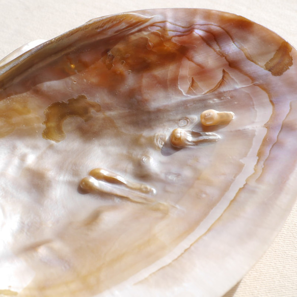 天然貝皿イケチョウガイ(池蝶貝)約17.1×12.3cm 淡水パール付きシェル トレイ[fwpm-230519-01] 2枚目の画像