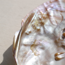 天然貝皿イケチョウガイ(池蝶貝)約17.1×12.3cm 淡水パール付きシェル トレイ[fwpm-230519-01] 9枚目の画像