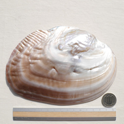 天然貝皿イケチョウガイ(池蝶貝)約17.1×12.3cm 淡水パール付きシェル トレイ[fwpm-230519-01] 18枚目の画像