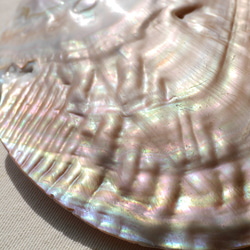 天然貝皿イケチョウガイ(池蝶貝)約17.1×12.3cm 淡水パール付きシェル トレイ[fwpm-230519-01] 13枚目の画像