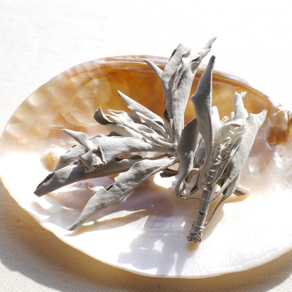 天然貝皿イケチョウガイ(池蝶貝)約17.1×12.3cm 淡水パール付きシェル トレイ[fwpm-230519-01] 19枚目の画像
