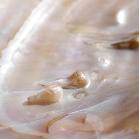 天然貝皿イケチョウガイ(池蝶貝)約17.1×12.3cm 淡水パール付きシェル トレイ[fwpm-230519-01] 6枚目の画像