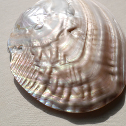 天然貝皿イケチョウガイ(池蝶貝)約17.1×12.3cm 淡水パール付きシェル トレイ[fwpm-230519-01] 14枚目の画像