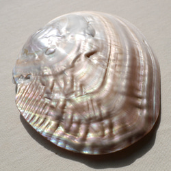 天然貝皿イケチョウガイ(池蝶貝)約17.1×12.3cm 淡水パール付きシェル トレイ[fwpm-230519-01] 15枚目の画像
