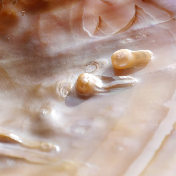 天然貝皿イケチョウガイ(池蝶貝)約17.1×12.3cm 淡水パール付きシェル トレイ[fwpm-230519-01] 3枚目の画像