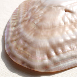天然貝皿イケチョウガイ(池蝶貝)約17.1×12.3cm 淡水パール付きシェル トレイ[fwpm-230519-01] 11枚目の画像
