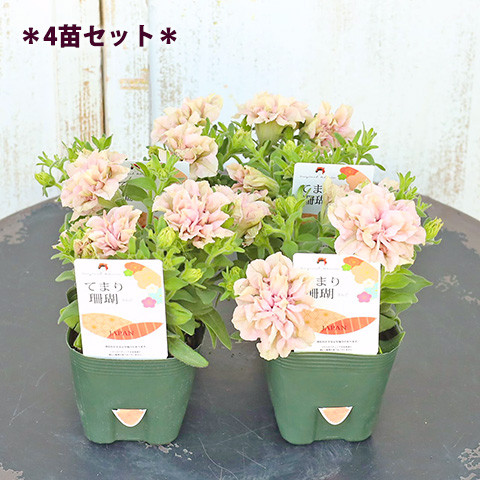 珊瑚　花？