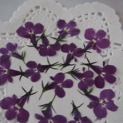 押し花　ロベリア　紫　素材　花材　レジン　ハーバリウム　キャンドル　封入 4枚目の画像