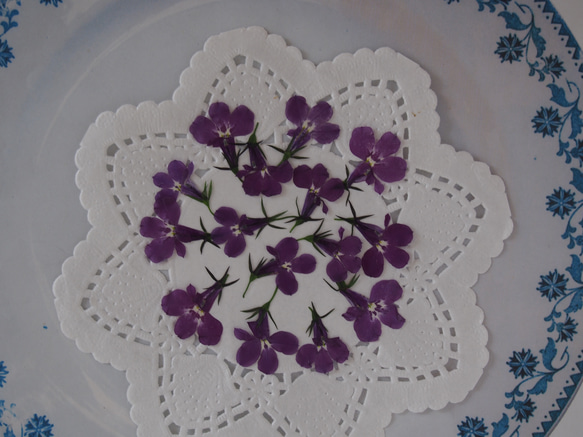 押し花　ロベリア　紫　素材　花材　レジン　ハーバリウム　キャンドル　封入 3枚目の画像