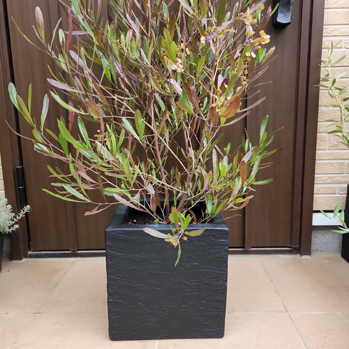 ドドナエア パープレア テラコッタ鉢植え オージープランツ ロック
