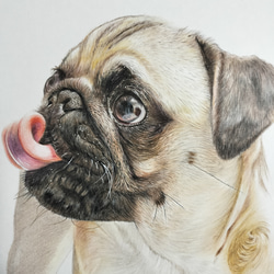 色鉛筆画　犬 No.62 原画手描き 2枚目の画像