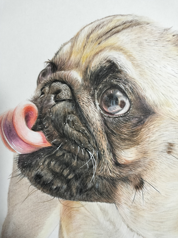 色鉛筆画　犬 No.62 原画手描き 3枚目の画像