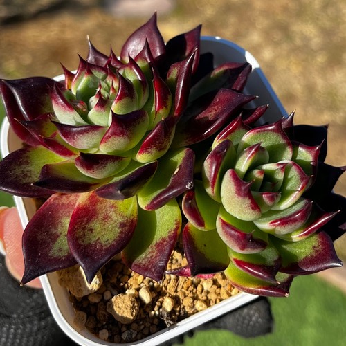 SOLD エッジブラック 厳選韓国苗 ネームタグ付き 多肉植物 〜Green