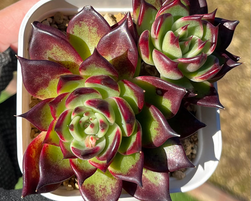 78ca4b2e579b0c40c5d5fcea48448a